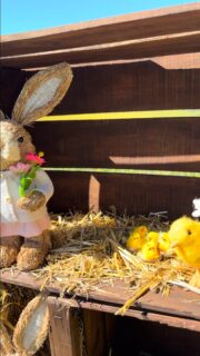 Une parenthèse enchantée au cœur du Luberon ✨
Un champ de fleurs jaunes, une décoration de Pâques tout en simplicité, et l’essentiel : de beaux souvenirs en famille. 
Pique-nique, rires d’enfants, instants capturés… 
La magie opère quand nature et partage se rencontrent. 🐣

————————————
Sorre Events | Agence Événementielle | Organisation d’événement | Décoration | Mariage | Anniversaire | Fêtes